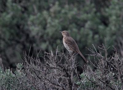 sage thrasher