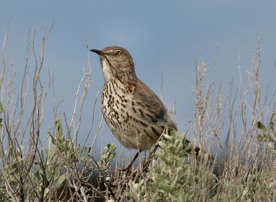 sage thrasher