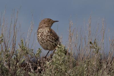 sage thrasher