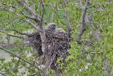 great horned owl babies