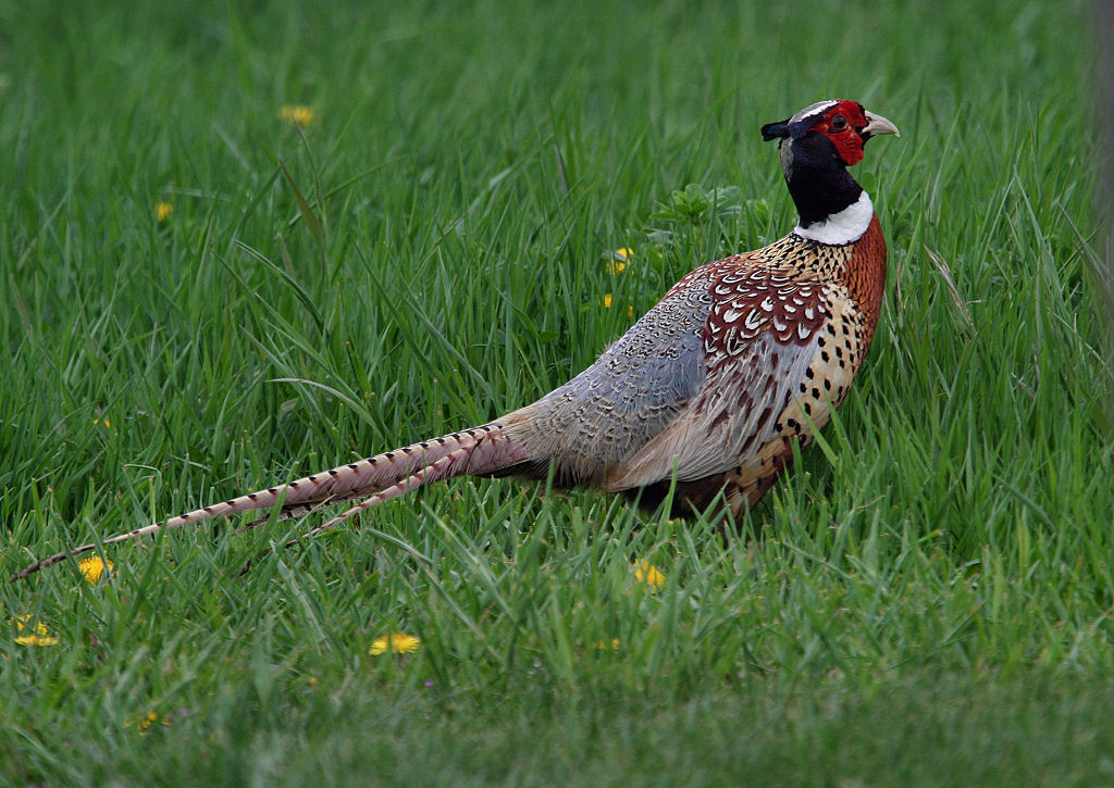 pheasant rooster ellensburg