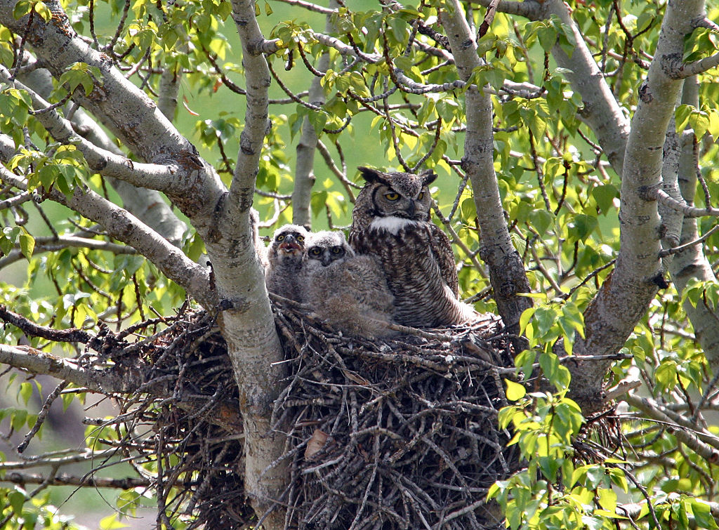 great horned owl mom and babies