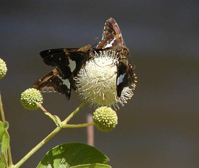 Silver-spotted Skippers on Buttonbush