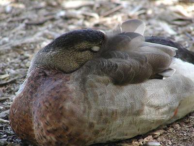 Duck napping