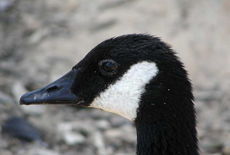 Canada Goose