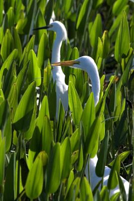 Great and Snowy Egret