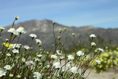 Desert Pincushion