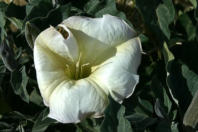 Jimsonweed 