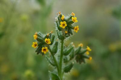 Rancher's Fireweek, Devil's Lettuce