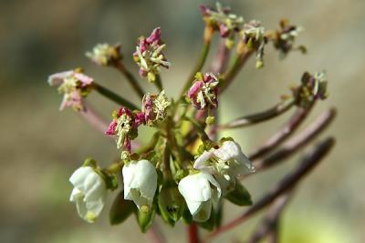 Brown-Eyed Primrose