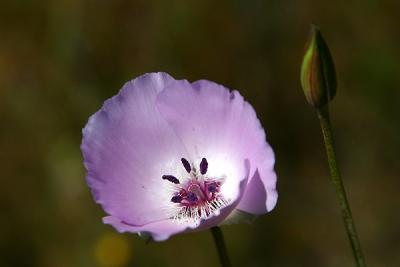 Splendid Mariposa Lily