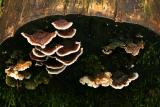 Turkey Tail Polypores