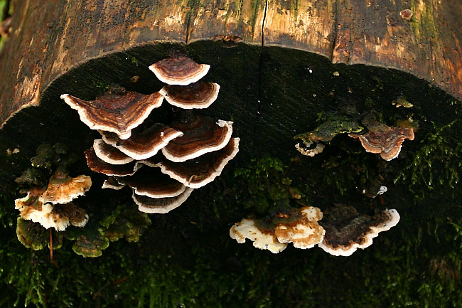 Turkey Tail Polypores