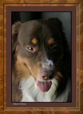 Slinger ( Australian Shepherd )