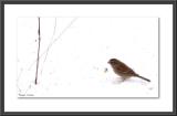 Bird 1
