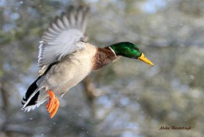 Meeting The Snow Fall - Mallard Duck