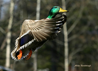 Tip -To -Tip - Mallard Duck