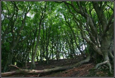 Canopy