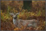 Fallow Deer 2