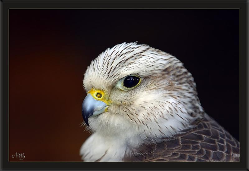 Blue beak