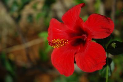 DSC_2231.JPG