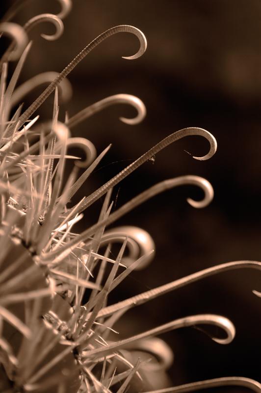 Curved Cactus Spines