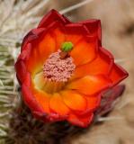 Cactus Flower