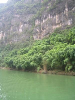 Bamboo in Daning River.JPG