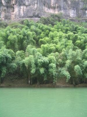 Bamboo by Side of River.JPG