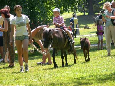 Pony Rides Festival of the Five Petal Rose