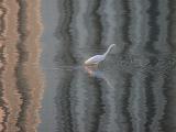 An Egret on Reflection