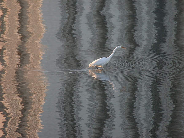 An Egret on Reflection
