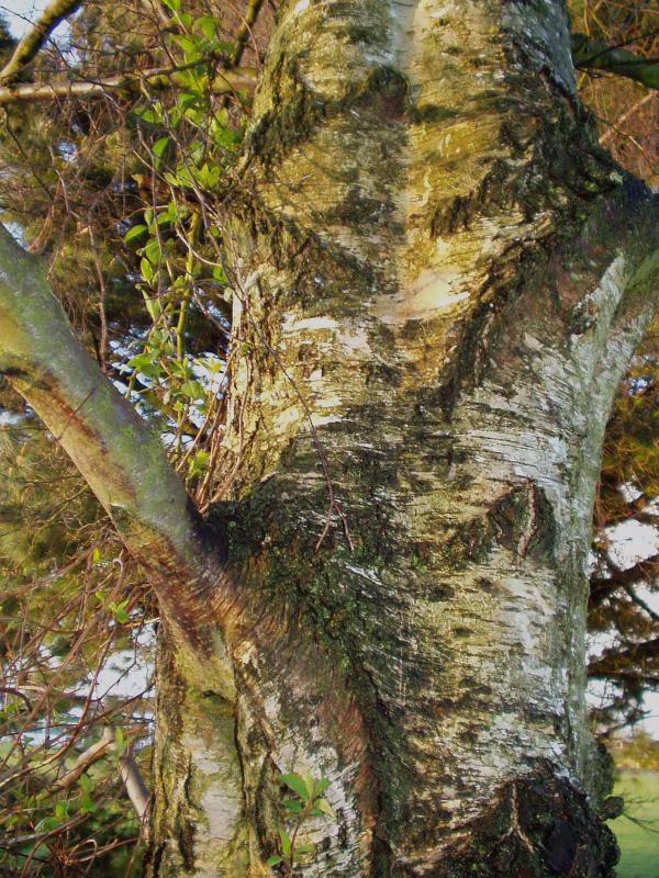 silver bark