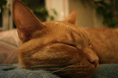 Jan 13: Cool cat