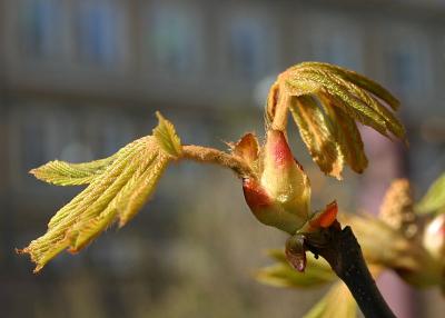 April 24: Chestnuts coming out