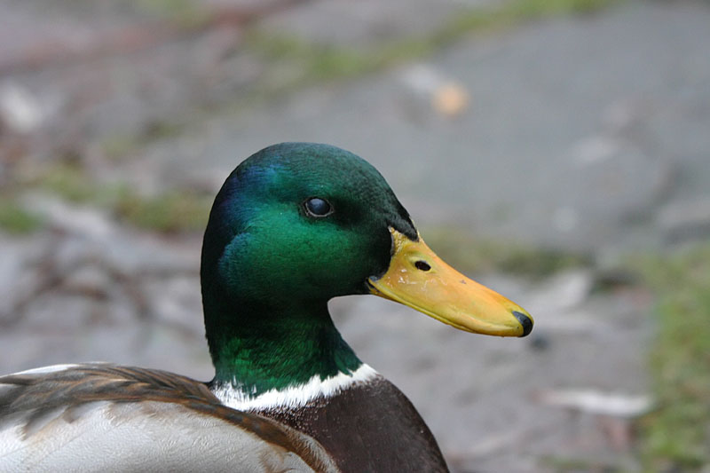 Content Mallard