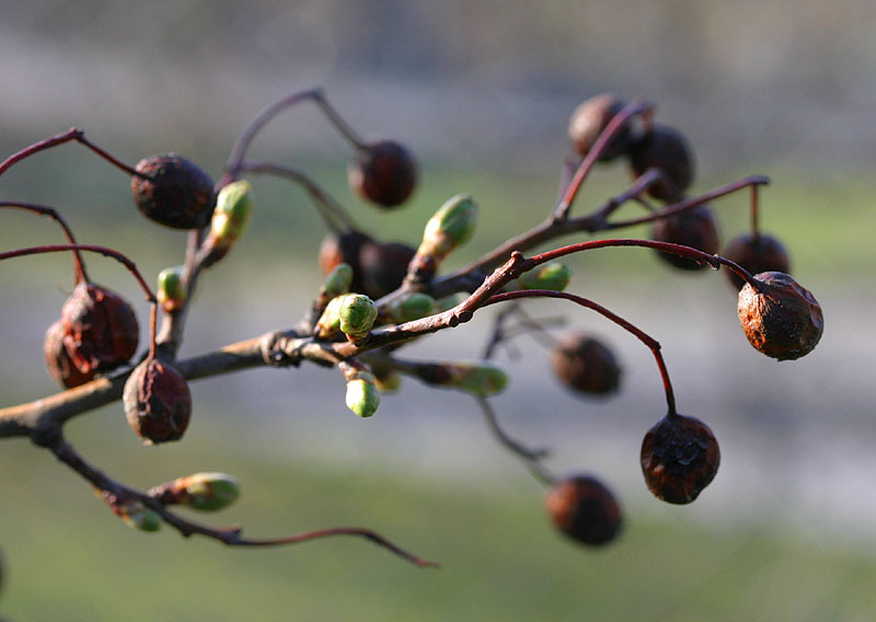 April 25: Tomorrows leaves and yesterdays berries