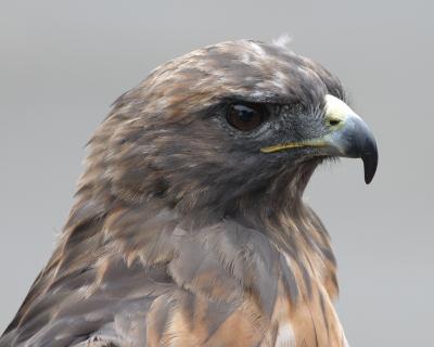 Red-Tail Profile (SF Zoo)