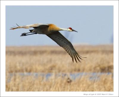 Sandhill Crane in Flight - 1