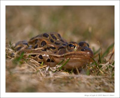 Northern Leopard Frog - 1