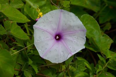 Flower After a Rain Shower