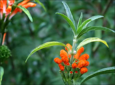 Leonotis flower