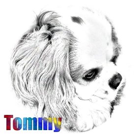 Tommy sketch