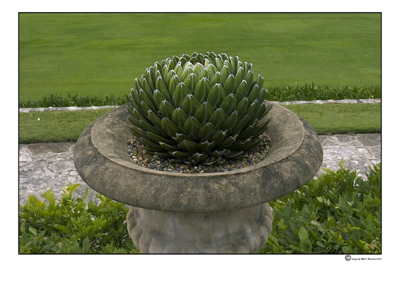 cactus.jpg