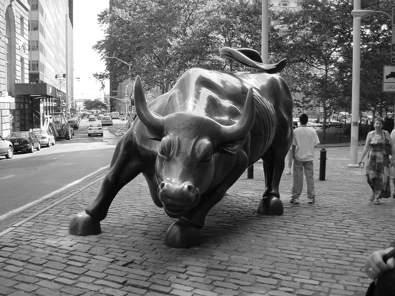 Bull in downtown.