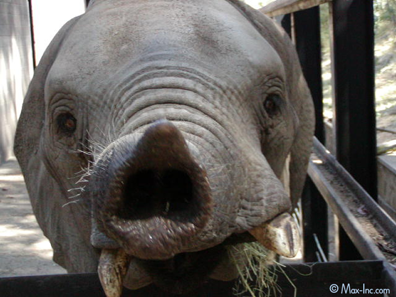 An Elephant Kissed Me