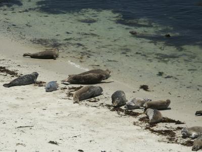 Seals