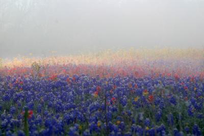 Texas wildflowers