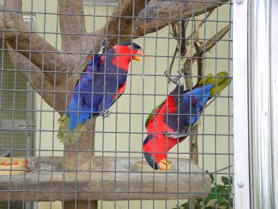 Western Black-Capped Lory