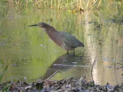 Green Heron